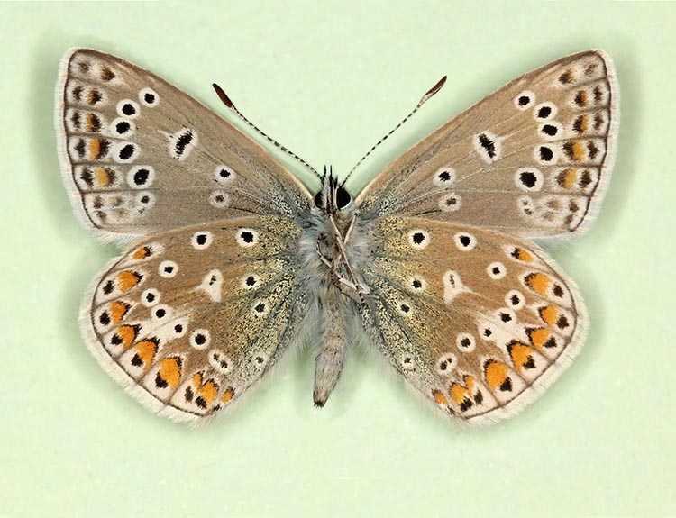 Typical Common Blue (Polyommatus (Lysandra) icarus)