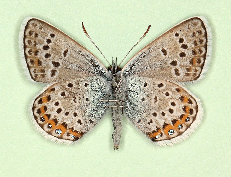 Typical Silver-studded Blue (Plebejus argus)