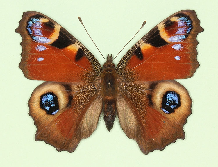 Typical Peacock (Inachis io)