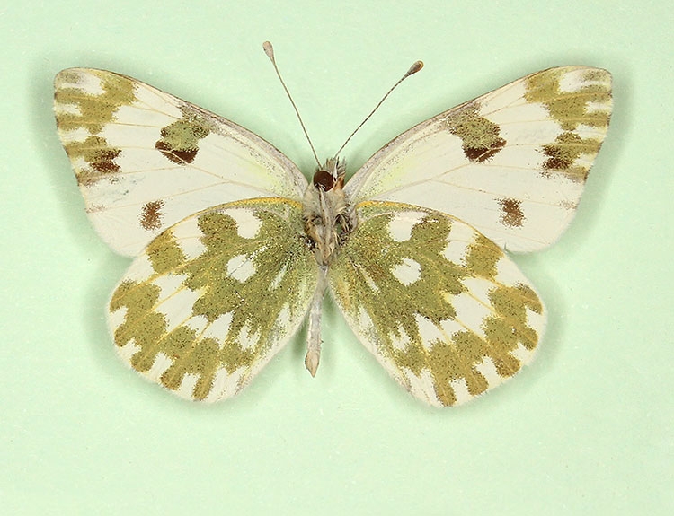 Typical Bath White (Pontia daplidice)