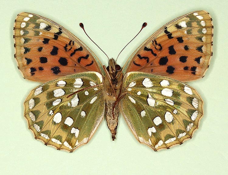 Typical Dark Green Fritillary (Argynnis aglaja)