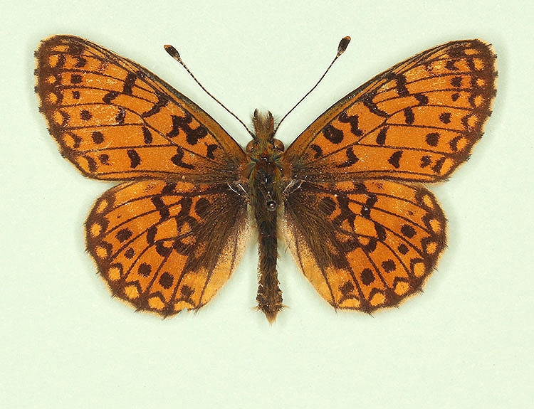 Typical Small Pearl-bordered Fritillary (Boloria selene)