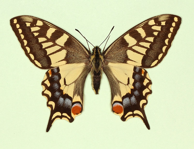 Typical Swallowtail (Papilio machaon)