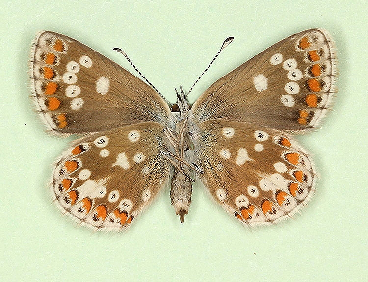 Typical Northern Brown Argus (Aricia Artaxerxes)