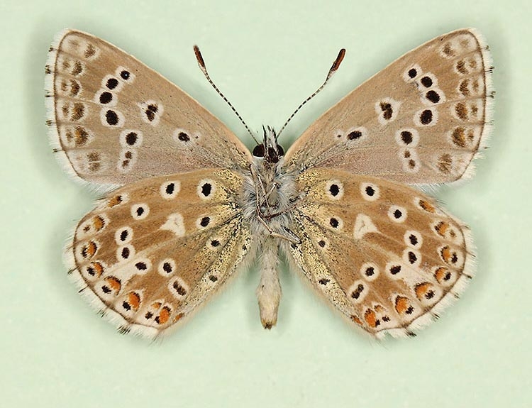 Typical Adonis Blue (Polyommatus (Lysandra) bellargus)