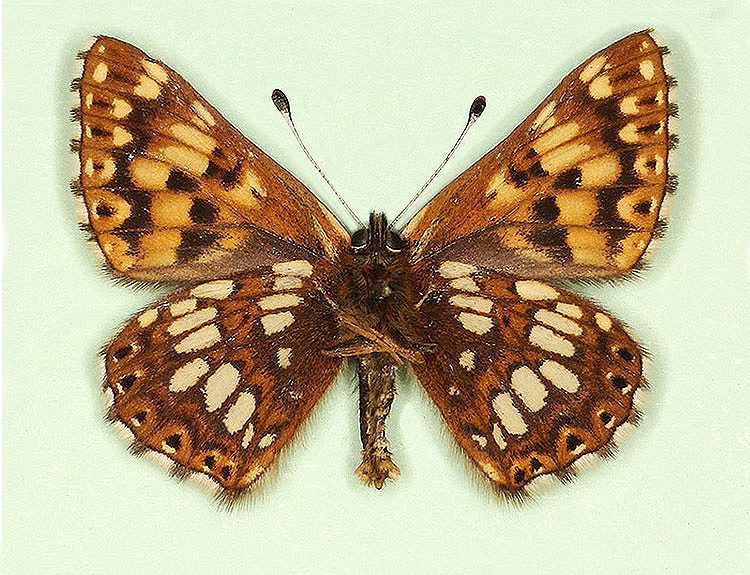 Typical Duke of Burgundy (Hamearis lucina)