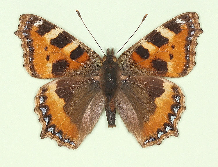 Typical Small Tortoiseshell (Aglais urticae)