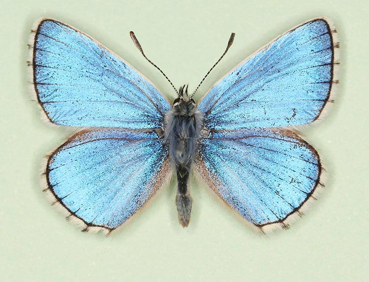 Typical Adonis Blue (Polyommatus (Lysandra) bellargus)