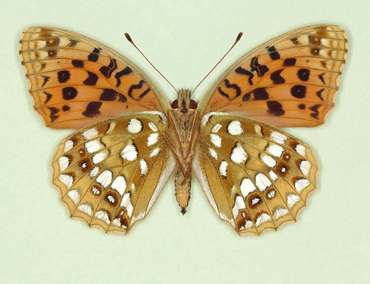 Typical High Brown Fritillary (Argynnis adippe)