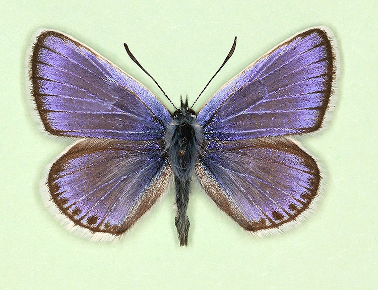 Typical Silver-studded Blue (Plebejus argus)