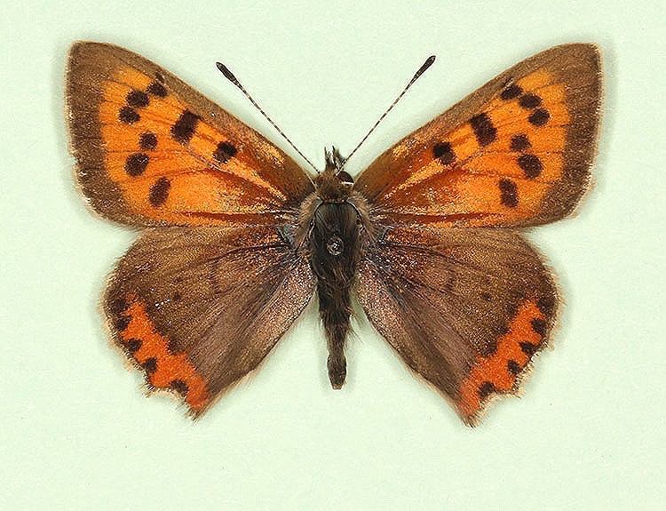 Typical Small Copper (Lycaena phlaeas)