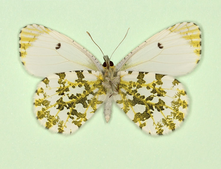 Orangetip (Anthocharis cardamines) butterfly aberrations