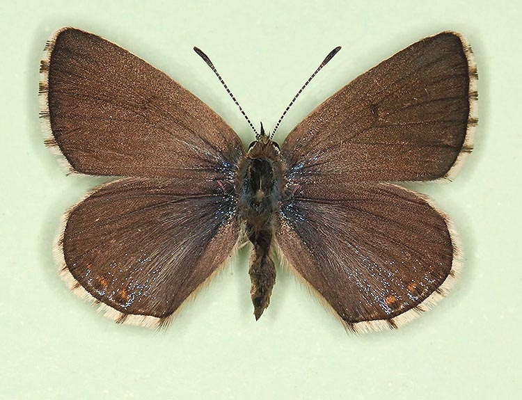 Typical Adonis Blue (Polyommatus (Lysandra) bellargus)