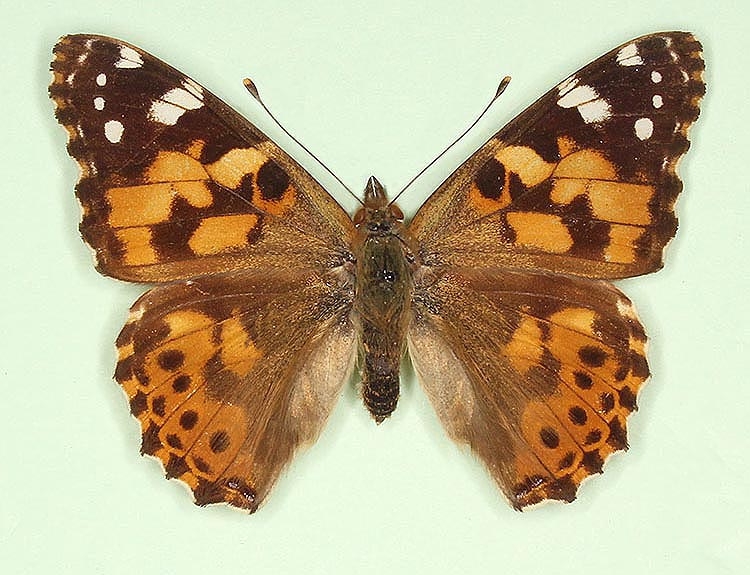 Typical Painted Lady (Vanessa cardui)