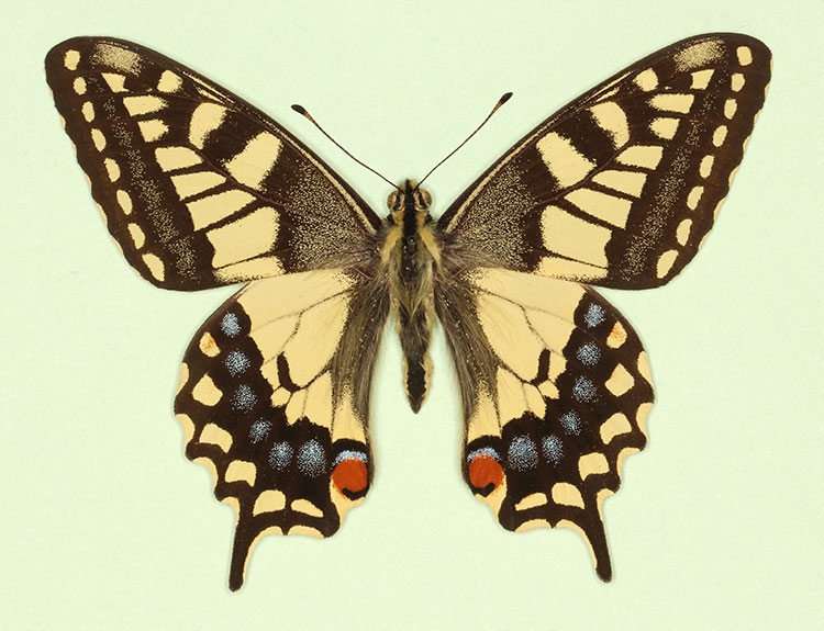 Typical Swallowtail (Papilio machaon)
