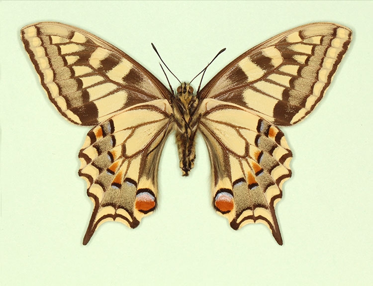 Typical Swallowtail (Papilio machaon)