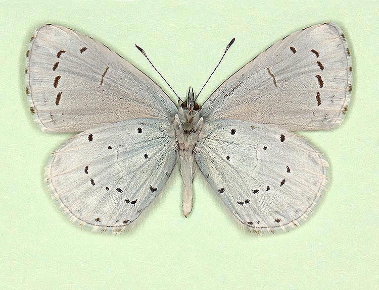 Typical Holly Blue (Celastrina argiolus)