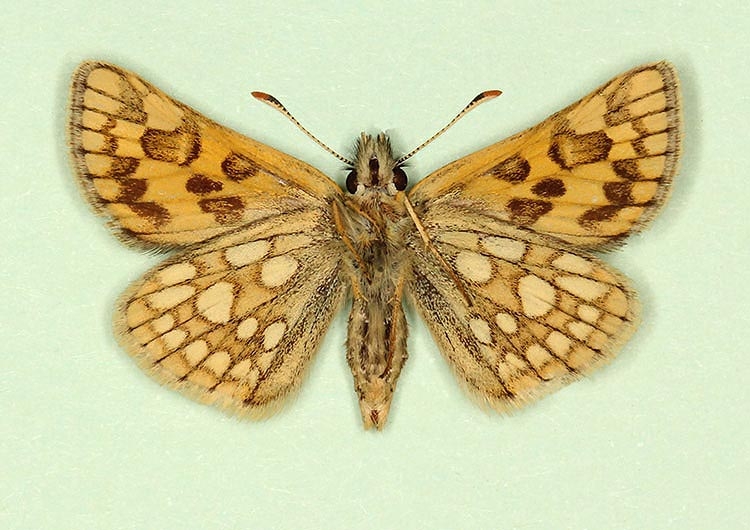 Typical Chequered Skipper (Carterocephalus palaemon)