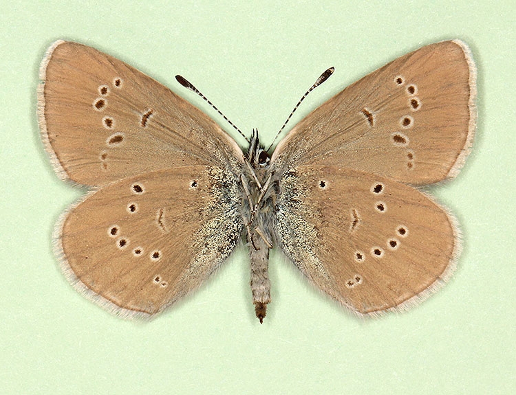 Typical Mazarine Blue (Cyanaris semiargus)