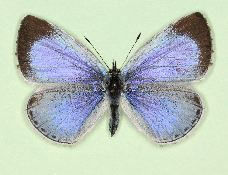 Typical Holly Blue (Celastrina argiolus)