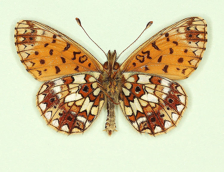 Typical Small Pearl-bordered Fritillary (Boloria selene)