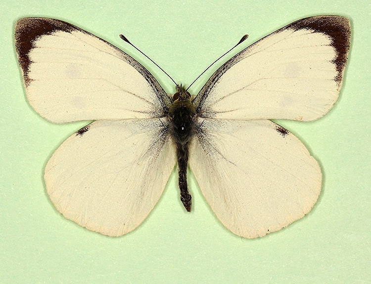 Typical Large White (Pieris brassicae)