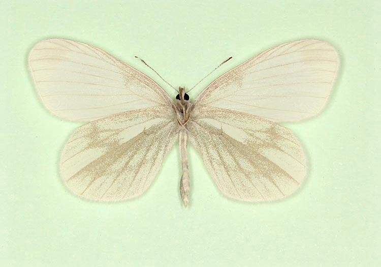 Typical Wood White (Leptidea sinapis)