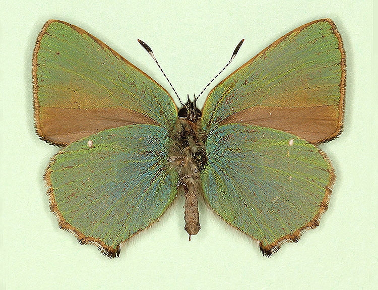 Typical Green Hairstreak (Callophrys rubi)