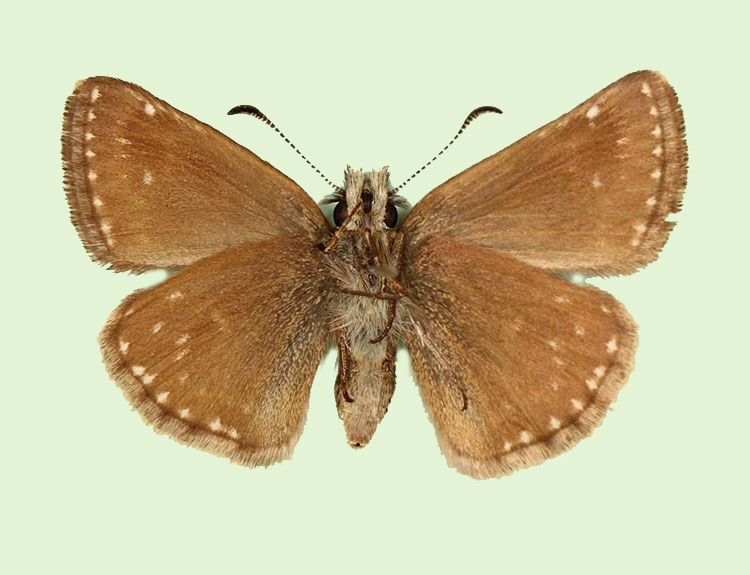 Typical Dingy Skipper (Erynnis tages)