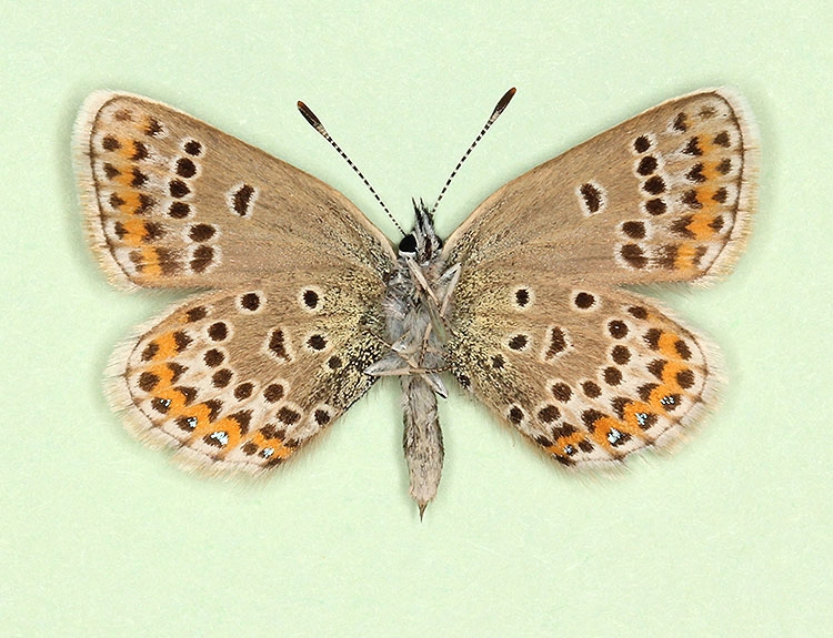 Typical Silver-studded Blue (Plebejus argus)