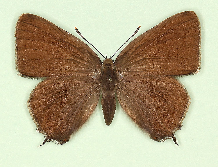 Typical White-letter Hairstreak (Satyrium w-album)