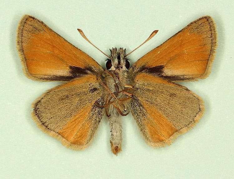 Typical Small Skipper (Thymelicus sylvestris)
