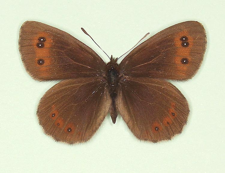 Typical Scotch Argus (Erebia aethiops)