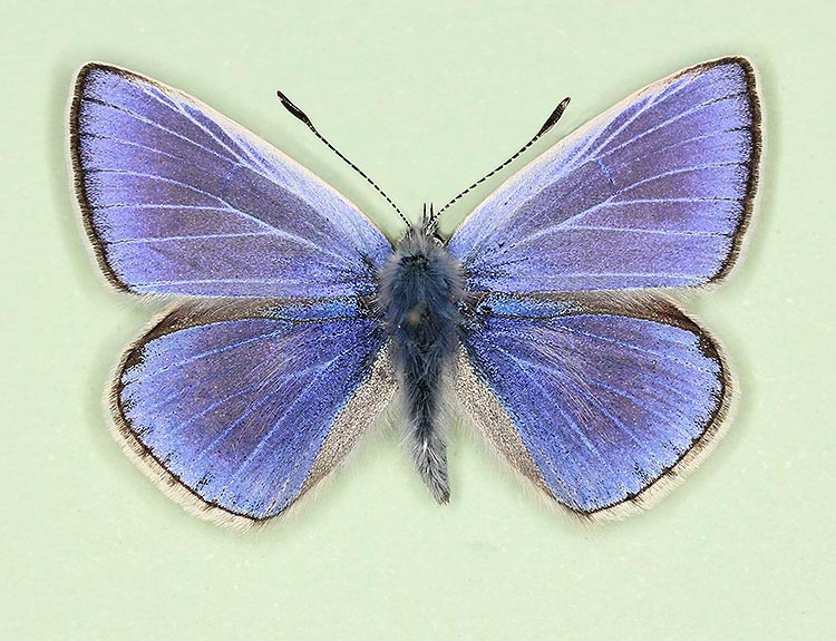 Typical Common Blue (Polyommatus (Lysandra) icarus)