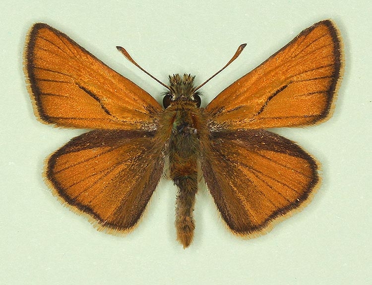 Typical Small Skipper (Thymelicus sylvestris)