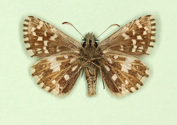 Typical Grizzled Skipper (Pyrgus malvae)