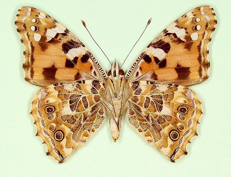 Typical Painted Lady (Vanessa cardui)