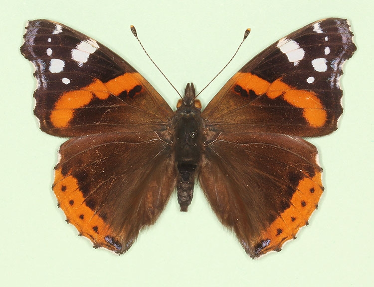 Typical Red Admiral (Vanessa atalanta)