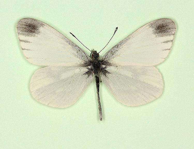 Typical Reals Wood White (Leptidea reali)