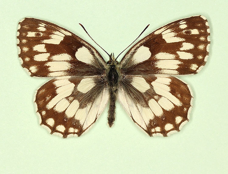 Typical Marbled White (Melanargia galathea)