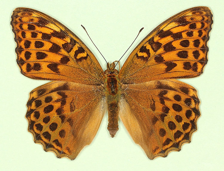 Typical Silver-washed Fritillary (Argynnis paphia)