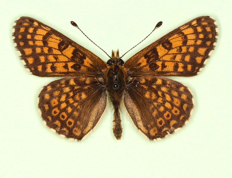 Typical Glanville Fritillary (Melitaea cinxia)