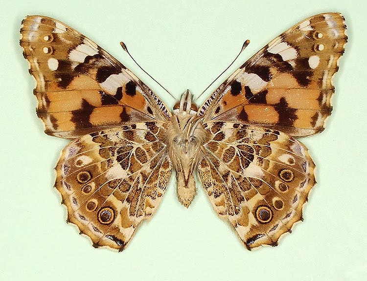 Typical Painted Lady (Vanessa cardui)