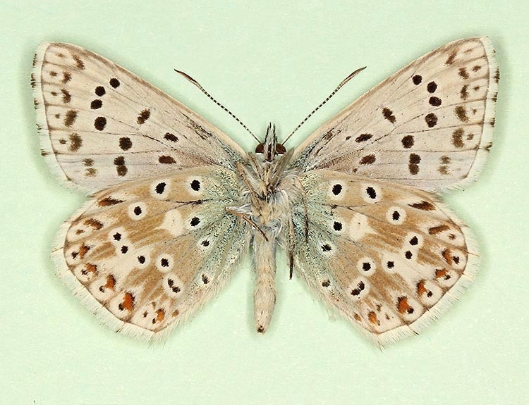 Typical Chalkhill Blue (Polyommatus (Lysandra) coridon)