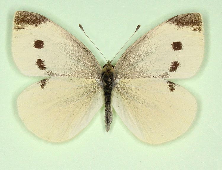 Typical Small White (Pieris rapae)
