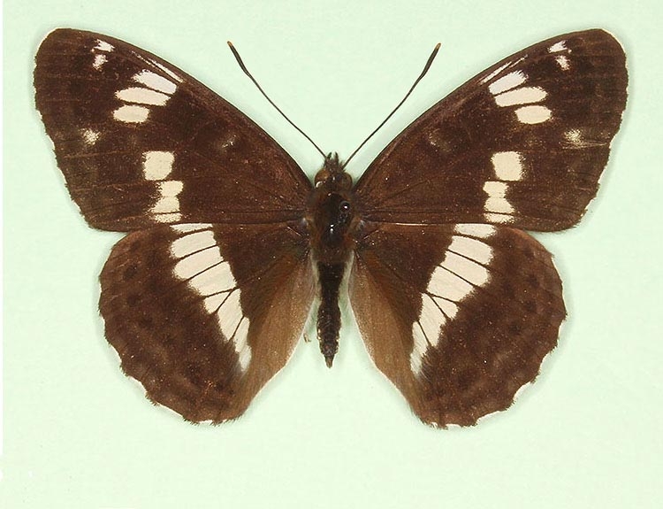 Typical White Admiral (Limenitis camilla)