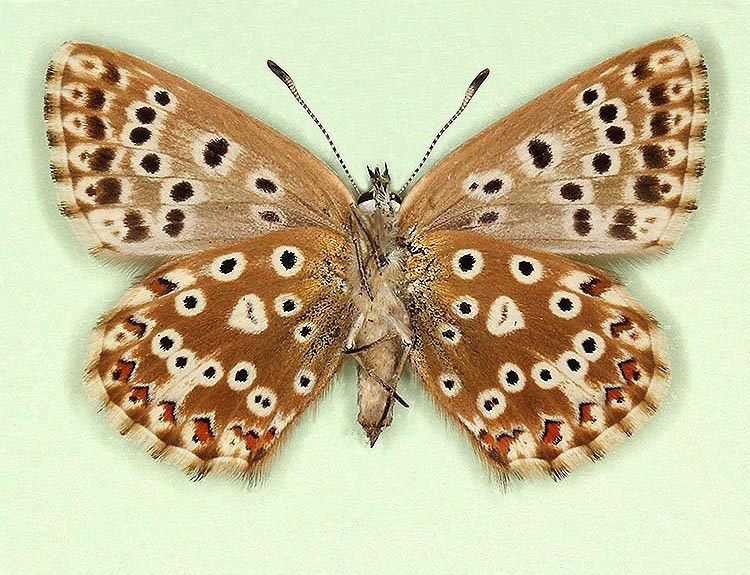 Typical Chalkhill Blue (Polyommatus (Lysandra) coridon)