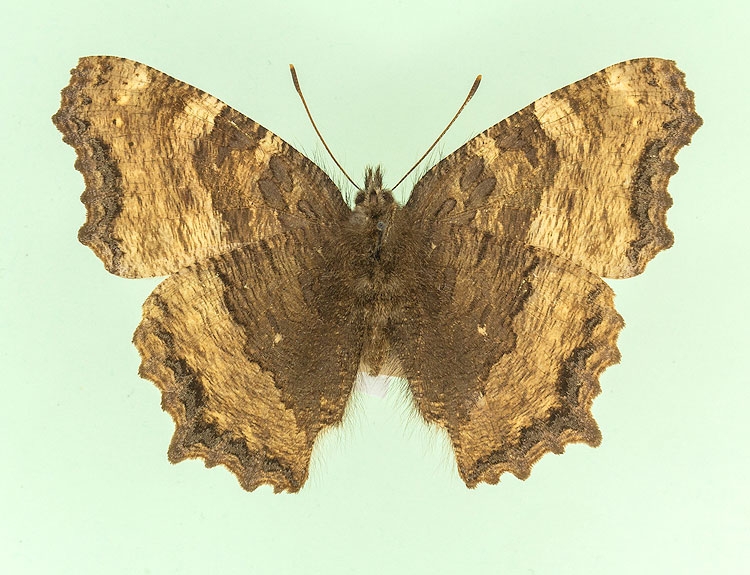 Typical Large Tortoiseshell (Nymphalis polychloros)