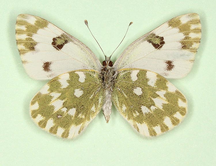 Typical Bath White (Pontia daplidice)