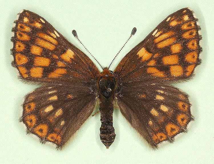 Typical Duke of Burgundy (Hamearis lucina)